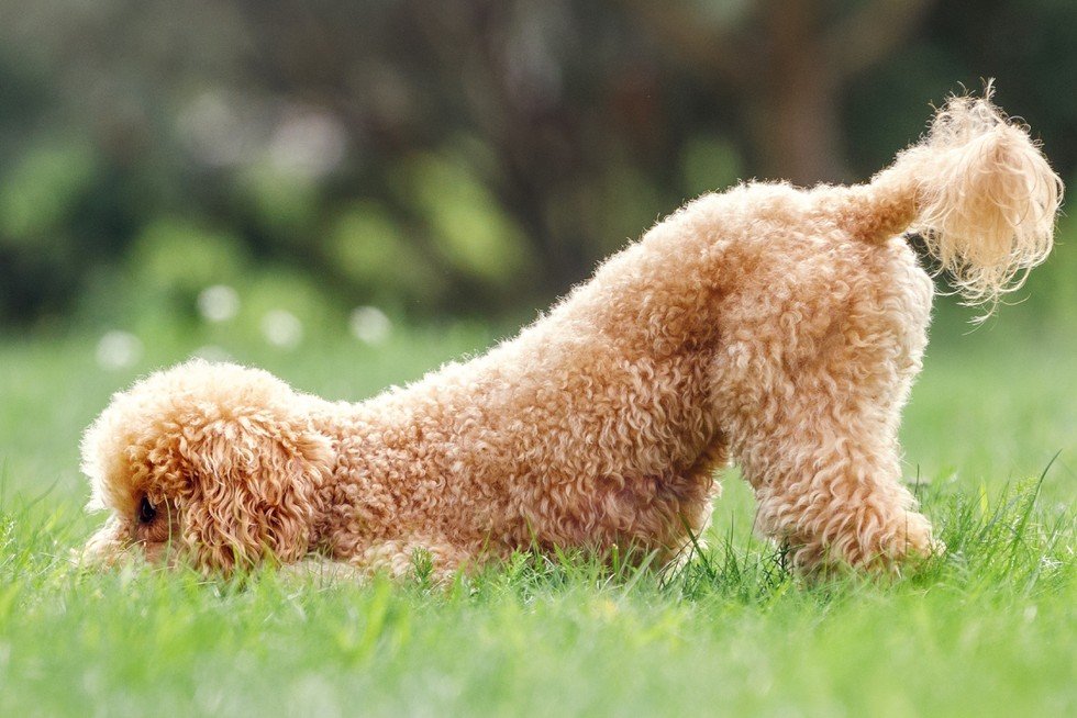 Pudelek Poland’s Leading Celebrity News Portal