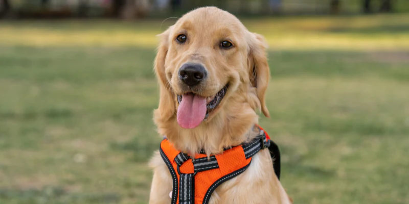 Dog Harness A Complete Guide to Choosing, Using, and Benefiting from the Right Fit